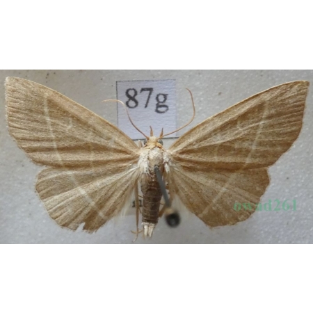 Trisateles emortualis (Denis & Schiffermüller, 1775) Pomiarka zmarlica Czech87g